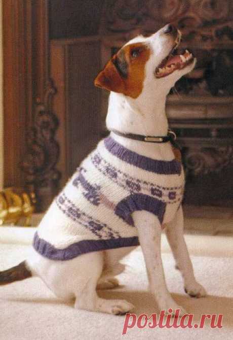 Вяжем свитер собаке спицами