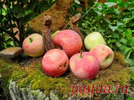 Пять проверенных сортов яблони для московской области 
Вымерзание плодовых деревьев встречается часто. В основном, из-за того, что к нам тянут нерайонированные и имеющие невысокую морозостойкость сорта. Но есть и проверенные сорта, которые не подведут.

…