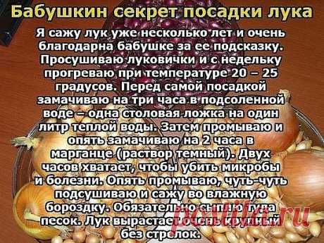 Бабушкин секрет посадки лука 
Покупала я у одной бабушки семена лука не чернушку, а уже маленькие луковички, тут сорт не имеет значения. 
И она дала совет как его правильно садить.
Я сажу лук уже несколько лет и очень благодарна бабушке за ее подсказку. 
Просушиваю луковички и с недельку прогреваю при температуре 20 – 25 градусов. 
Перед самой посадкой замачиваю на три часа в подсоленной воде – одна столовая ложка на один литр теплой воды. 
Затем промываю и опять замачиваю на 2 часа в марганце