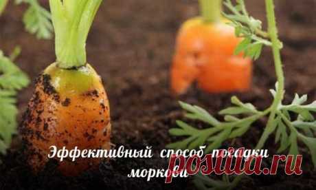Эффективный способ посадки моркови - Экологическое землетворчество | Экологическое землетворчество