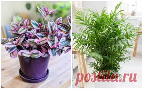 7 трендовых домашних растений, которые должны быть у вас в доме