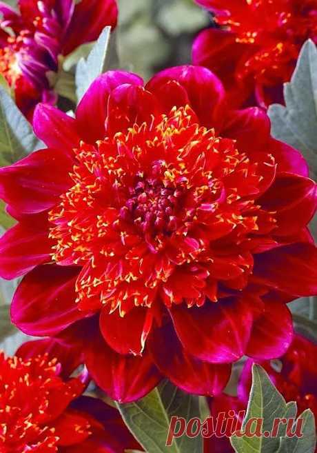 Jive Anemone Dahlia | Flowers