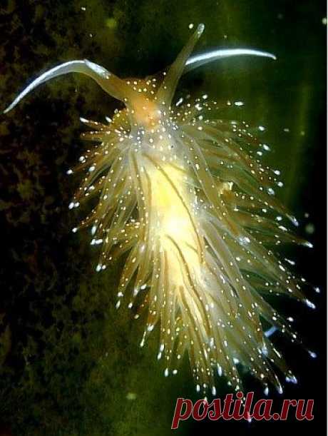 Flabellina nudibranch