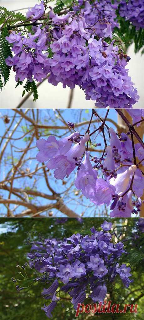 Цветы ЖАКАРАНДЫ мимозолистная (Jacaranda mimosifolia )