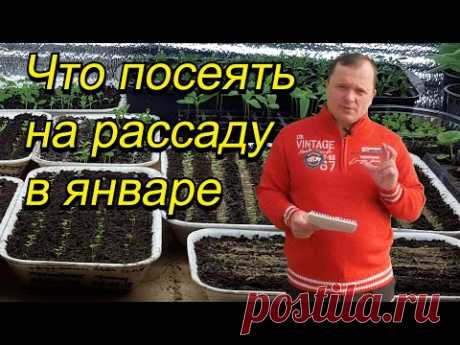 Обязательно это сеем в январе! Наглядный полный список. Не опоздайте!