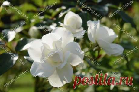 Белые розы крупным планом Цветы белых роз крупным планом на фоне зелёных листьев в саду летним днем. Садоводство, цветы в природе.