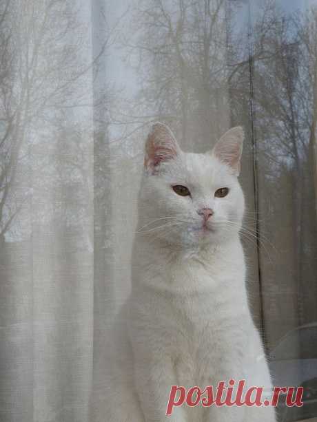 White Cat | Flickr - Photo Sharing!