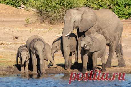 Family Portrait On the Chobe River, part of our Northern Explorer Photography Tour