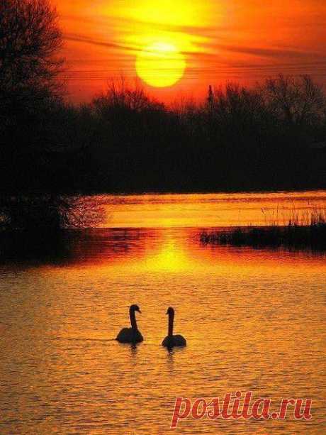 MARAVILLOSO MUNDO Al caer la tarde...en compañía hacia el nido...🌹