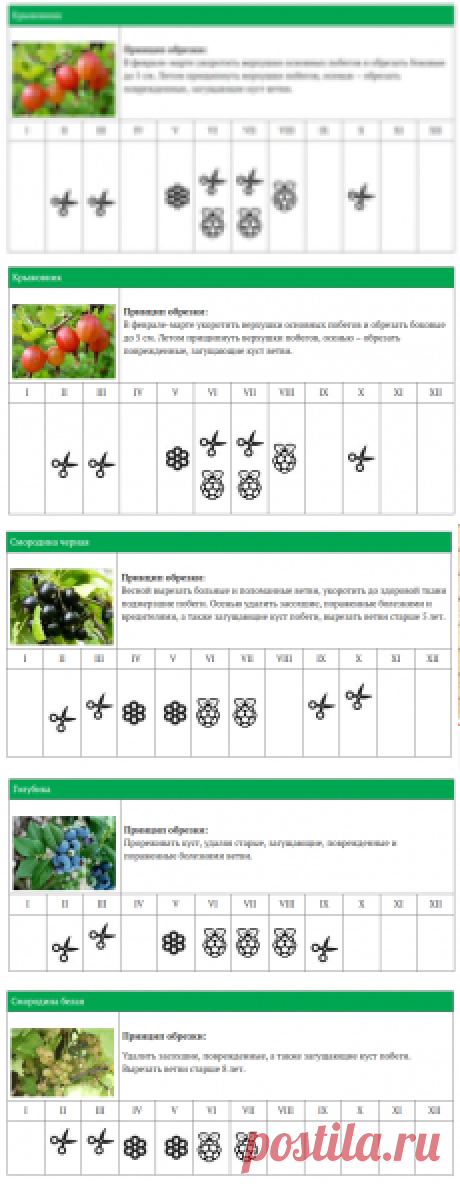 КАЛЕНДАРЬ ОБРЕЗКИ ЯГОДНЫХ КУСТАРНИКОВ
