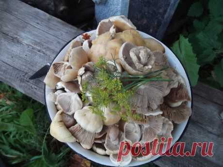 Чем квашение отличается от соления и мочения, или Супер-способ заготовки грибов | Рецепты от 7dach | Дзен