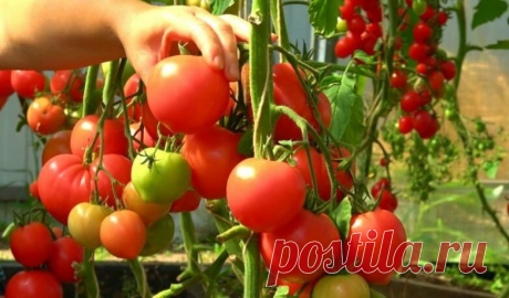 "Помидоры уже зацвели": Вводим подкормку, чтобы томаты стали Крупными, сочными и сладкими | Люблю свою дачу | Яндекс Дзен