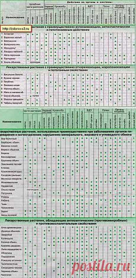 Лекарственные растения (лечение заболеваний). и другие материалы. Новое в Вашей подборке на Постиле - Почта Mail.Ru