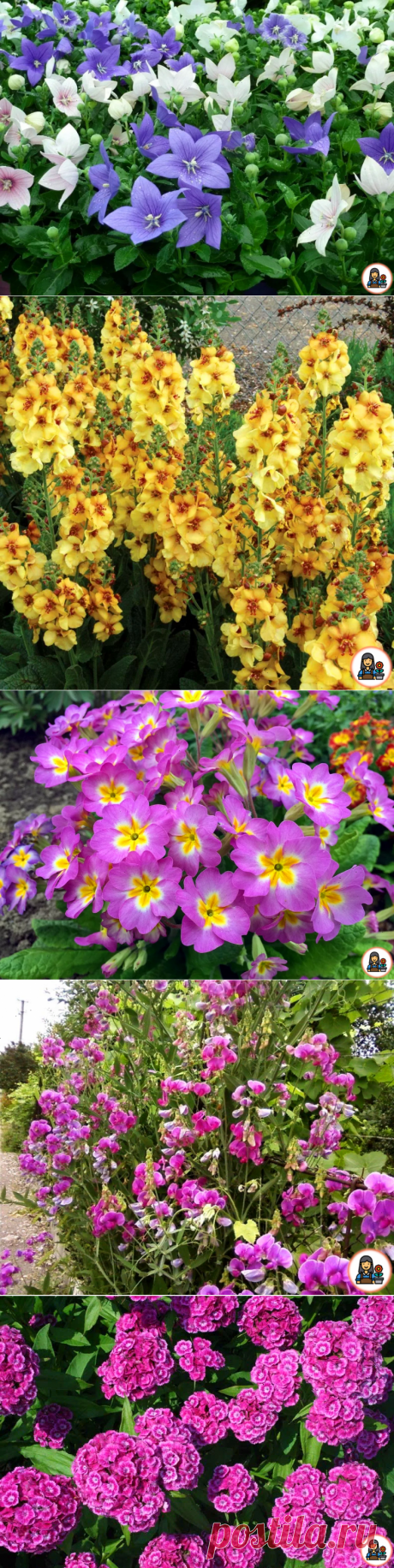 6 неприхотливых многолетников, которые нужно посадить в июне, чтобы наслаждаться роскошным цветением. Рассказываю о каждом +фото | Цветущий сад | Яндекс Дзен