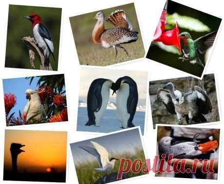 Птичьи рекорды: самые-самые птицы 1 апреля — это не только День дурака. В этот день отмечается Международный день птиц. Этот праздник приурочен ко времени начала возвращения птиц с мест зимовок.
Птицы — прямые потомки динозавров. По д...