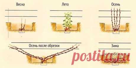 Как правильно формировать виноград в виде веера? — 6 соток