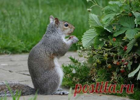 Strawberry thief Not content with pinching the bird seed and nuts this squirrel has now started on my strawberries!