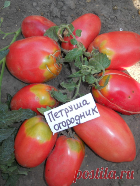 Томат "Петруша огородник": характеристика и описание сорта помидор, фото, выращивание, созревание и уход