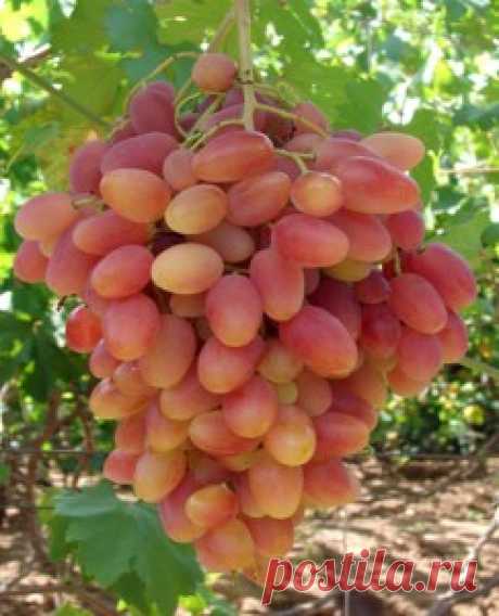 Сорт винограда Преображение: особенности выращивания