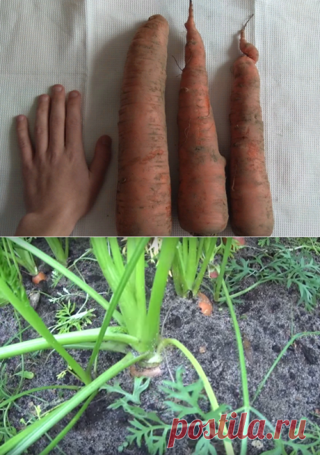 Рядом с чем лучше всего сажать морковь для крупного урожая? | Блоги о даче, рецептах, рыбалке
#Садидача, #Полезныесоветы

Фото https://cs11.pikabu.ru/post_img/2018/10/20/7/og_og_154003029221463237.jpg
С наступлением весны, я начинаю планирование своих грядок, распределяю где и что, я буду высаживать. Я начинаю определиться с культурами, которые буду высаживать по соседству.

Будучи огородником я часто экспериментирую. Сегодня я расскажу вам, что лучше всего подойдёт для