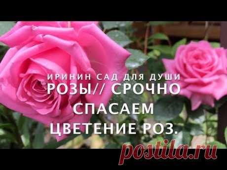 Наступил период цветения роз, одни розы цветут пышно, красочно, долго и несколько раз за сезон, а другие маленькие, отцветают быстро или не цветут совсем. По...