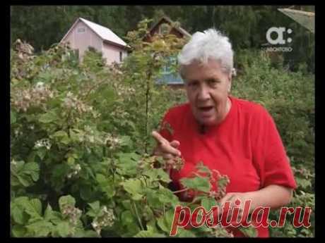 Голова садовая. Ягода малина в августе