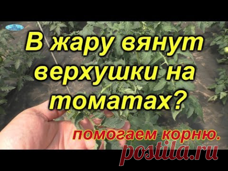 томаты. вянут макушки