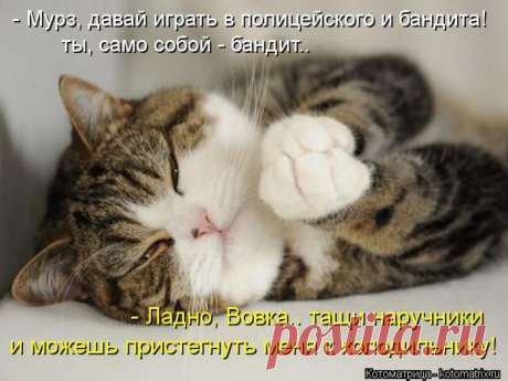 Позитивные котоматрицы (50 фото) » Лента приколов Коляна