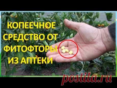 За ВОСЕМЬ рублей обработал от болезней ДВЕ теплицы с огурцами и томатами!!! Фурацилин от фитофторы.