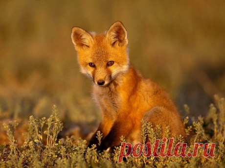 Рыжий лис - Red foxes