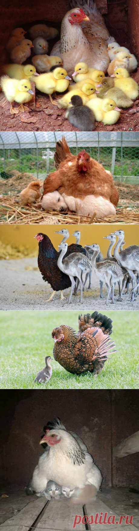 Фотографии, которые доказывают, что курочки — лучшие мамы среди животных