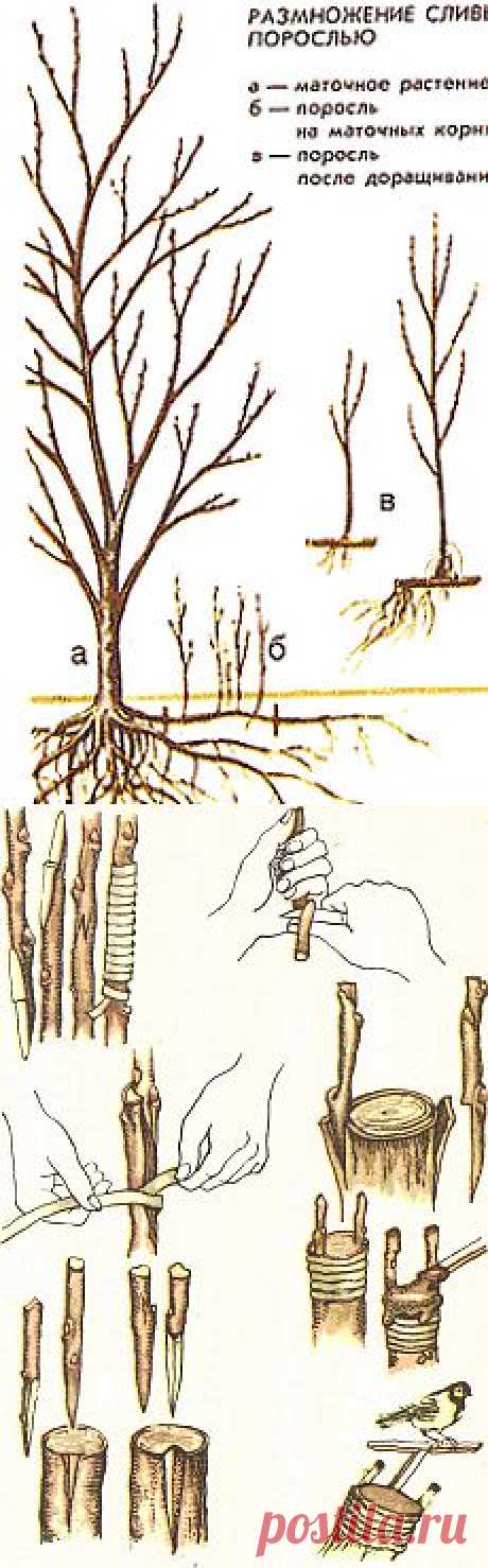 Все способы размножения сливы.