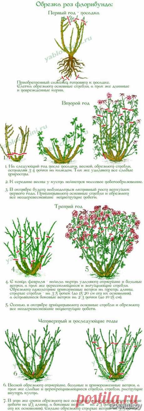 Обрезка роз. часть 3. Флорибунда.: Группа Цветы и флористика