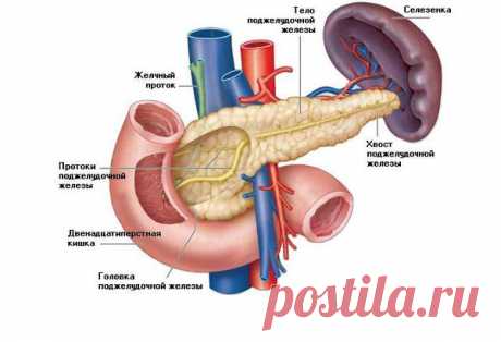 Чистим поджелудочную железу для ее хорошей работы: 6 самых простых способа | Человеческий организм | Яндекс Дзен