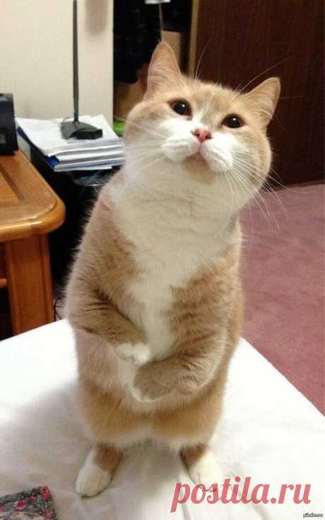 Котик с букетом - 54 фото - картинки: смотреть онлайн