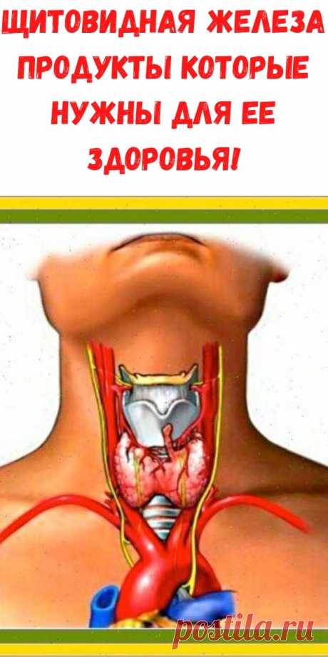 Щитовидная железа продукты которые нужны для ее здоровья! - Рецепты для женщин