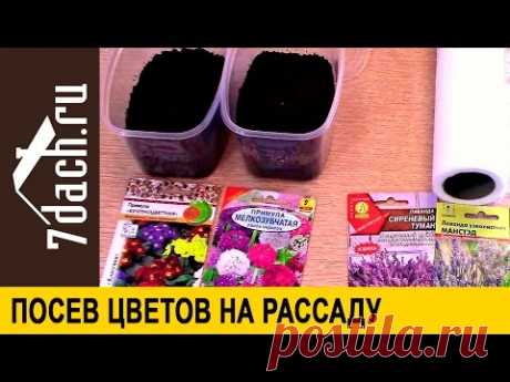 Посев цветов на рассаду: лаванда, примула, эустома, гвоздика Шабо - 7 дач