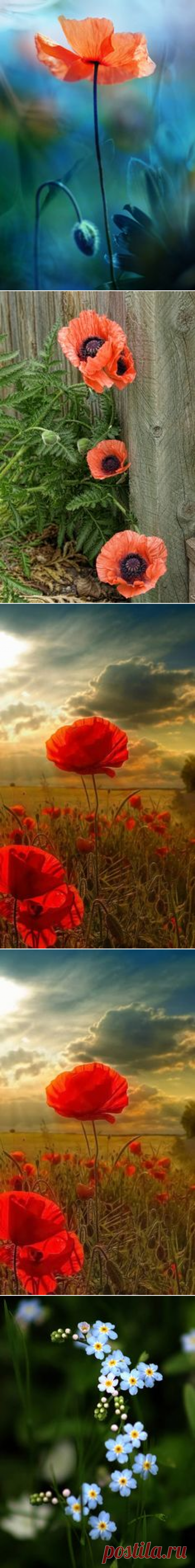 (1077) Poppies | Beauty in Art & Photography