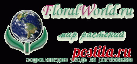 Вредители и болезни растений на FloralWorld.ru