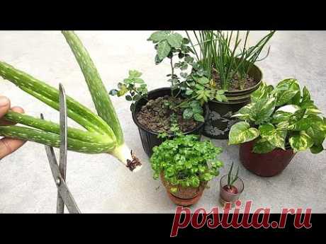 Natural fertilizer from aloe vera | Fertilizer for any plants | Organic fertilizer