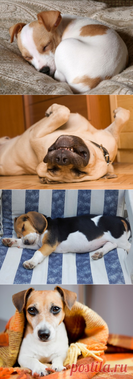 4 странные позы, в которых любят спать собаки | PetTips