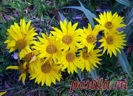 Yellow Flowers  Free Stock Photo HD - Public Domain Pictures