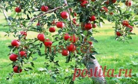 Чтобы яблони были урожайными — 6 соток