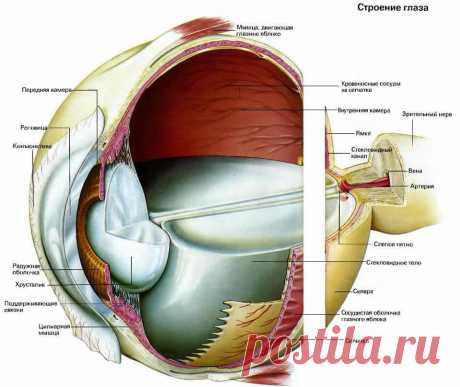 Строение глаза | ПолонСил.ру - социальная сеть здоровья