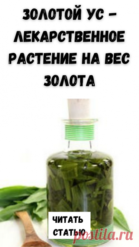 Лекарственное растение Золотой ус в последние годы стало необычайно популярным среди любителей домашних цветов.И это понятно, ведь Золотой ус не случайно