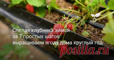 Спелая клубника зимой за 7 простых шагов: выращиваем ягоду дома круглый год В конце сезона мы с тихой грустью наблюдаем, как заметают сад первые снегопады, погружая в долгий сон до будущей весны. А что если не прощаться с красками и ароматами теплого лета и попытаться продлить его, будто в сказке «Двенадцать месяцев»? И это действительно реально сделать. По крайней мере, с клубникой такой фокус провернуть точно можно. А именно с ее ремонтантными сортами, готовыми плодиться круглый год.