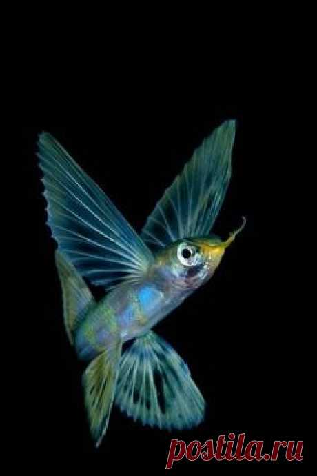 Like a butterfly/humming bird - A Flying Fish, Raja Ampat, Indonesia