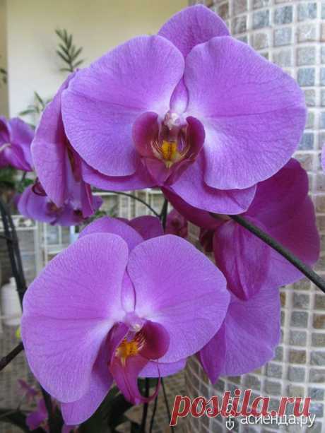 Как приручить орхидею.: Группа Комнатные растения