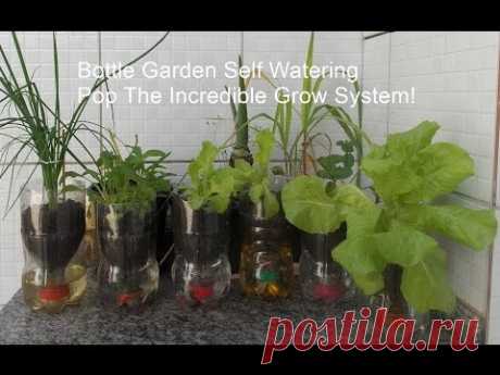 Bottle Garden Self Watering Pop The Incredible Grow System!