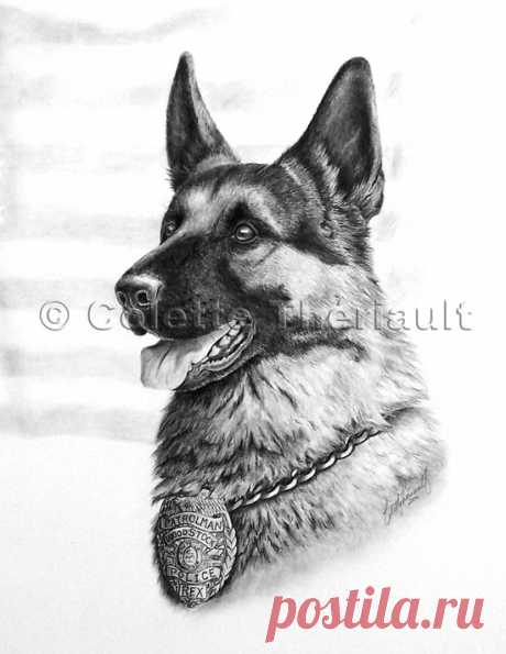 Немецкая овчарка, полицейская собака, бельгийская малинуа, рисунок, портреты домашних животных, K-9, пользовательский графитовый карандаш, портрет питомца, подарок на память о питомце